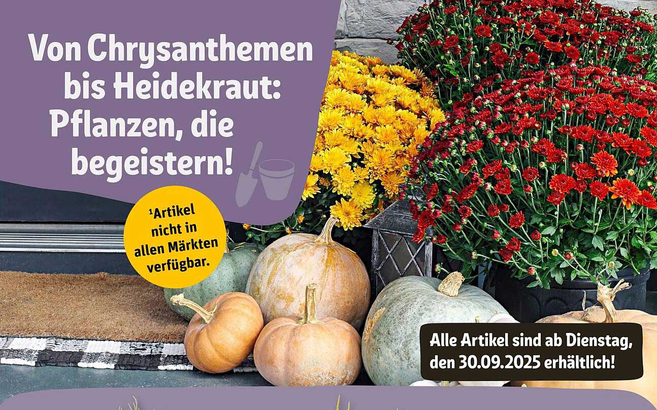Von Chrysanthemen bis Heidekraut: Pflanzen, die begeistern!