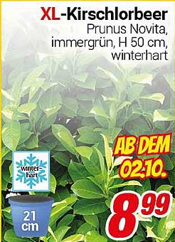 XL-Kirschlorbeer Prunus Novita, immergrün, H 50 cm, winterhart