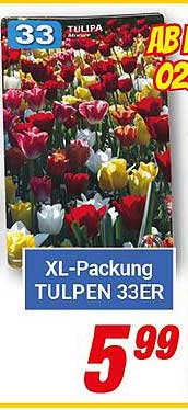 XL-Packung TULPEN 33ER