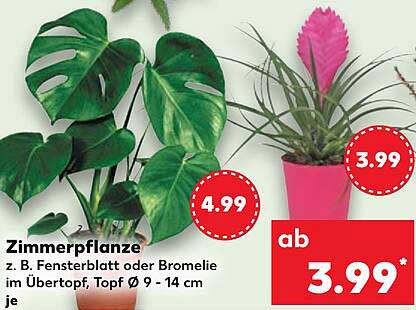 Zimmerpflanze z. B. Fensterblatt oder Bromelie im Übertopf, Topf Ø 9 - 14 cm je