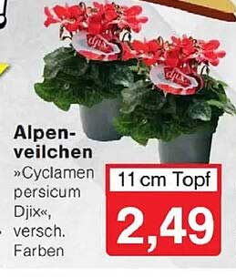 Alpenveilchen »Cyclamen persicum Djix«, versch. Farben