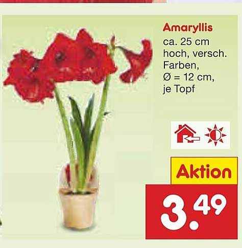 Amaryllis - die perfekte Blume für Ihr Zuhause