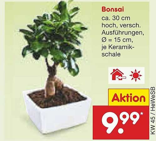 Bonsai - ca. 30 cm hoch, verschiedene Ausführungen, Ø 15 cm, je Keramikschale