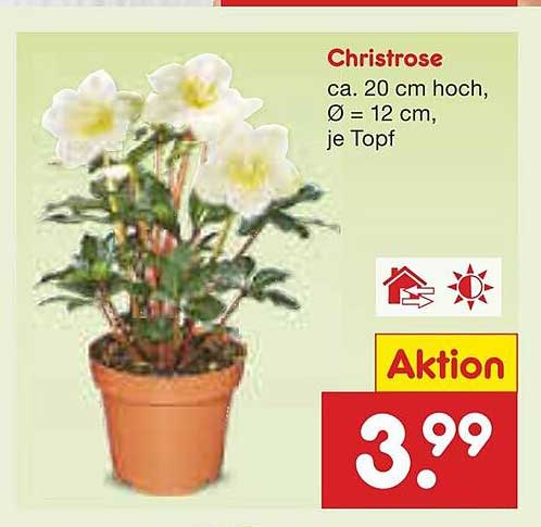 Christrose - ausgefallene Blütenpracht für Ihr Zuhause
