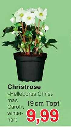 Christrose »Helleborus Christmas Carol«, 19cm Topf, winterhart