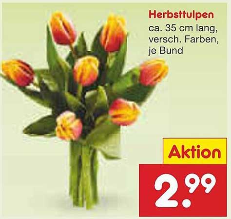 Herbsttulpen - ca. 35 cm lang, verschiedene Farben, je Bund