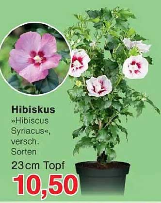 Hibiskus »Hibiscus Syriacus«, verschieden Sorten, 23cm Topf