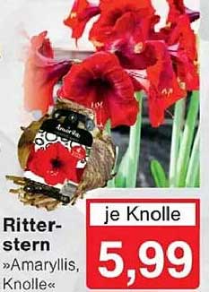 Ritterstern »Amaryllis«, Knolle