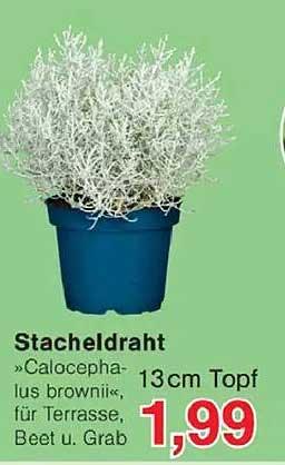 Stacheldraht »Calocephalus brownii«, 13cm Topf, für Terrasse, Beet u. Grab