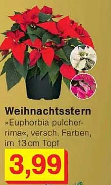Weihnachtsstern »Euphorbia pulcherrima«, verschiedenste Farben, im 13cm Topf