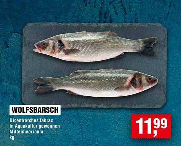 Wolfsbarsch - Dicentrarchus labrax in Aquakultur gewonnen