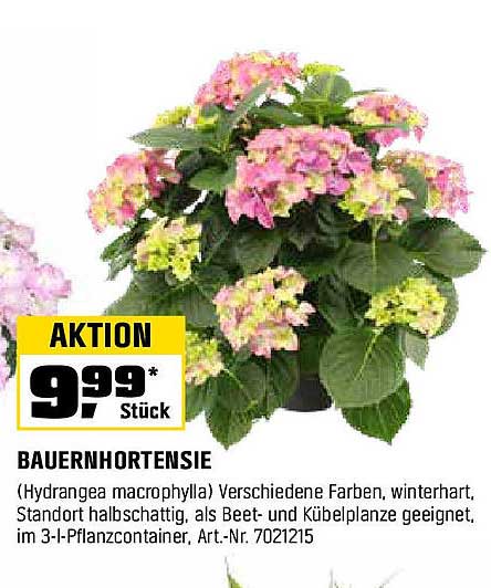 BAUERNHORTENSIE (Hydrangea macrophylla) - Verschiedene Farben