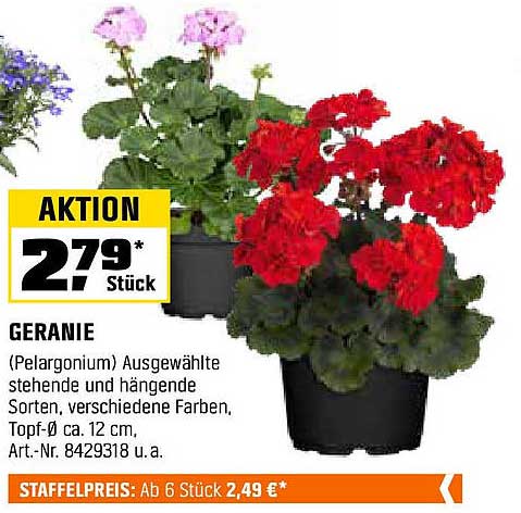 GERANIE (Pelargonium) Ausgewählte stehende und hängende Sorten, verschiedene Farben