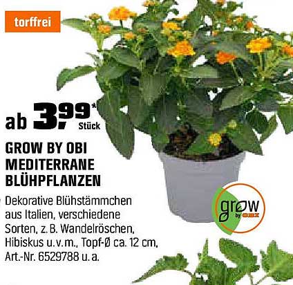 GROW BY OBI MEDITERRANE BLÜHPFLANZEN