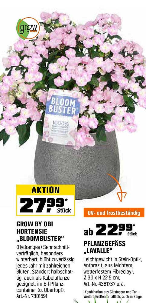 Hortensie 'Bloombuster' von Grow by OBI