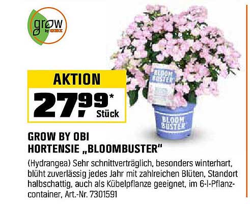 Hortensie "Bloombuster" von Grow by OBI