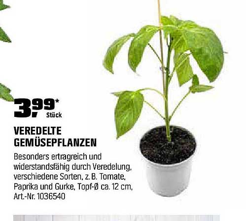 Veredelte Gemüsepflanzen