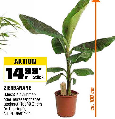 Zierbanane - Die perfekte Pflanze für Ihr Zuhause