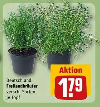 Aktion: Freilandkräuter – verschiedene Sorten, je Topf