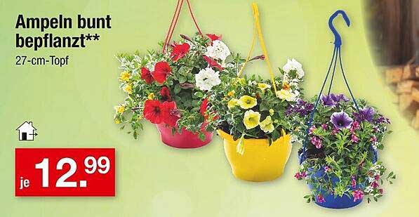 Ampeln bunt bepflanzt - 27-cm-Topf