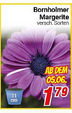 Bornholmer Margerite - verschiedene Sorten