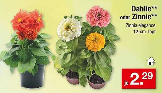 Dahlie oder Zinnie - Zinnia elegance, 12-cm-Topf