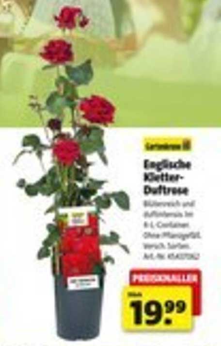 Englische Kletter-Duftrose