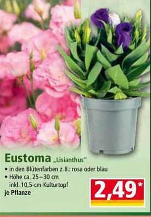 Eustoma „Lisianthus“ in verschiedenen Blütenfarben