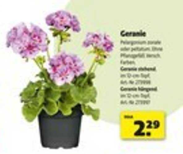 Geranie - Pelargonium zonale oder peltatum - Ihre Pflanze für den Garten