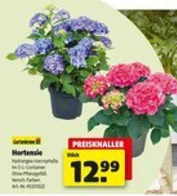 Hortensie - Hydrangea macrophylla im 5-Liter-Container