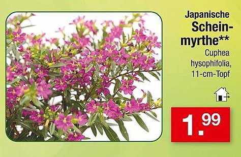 Japanische Scheinmyrthe** - Cuphea hysofiphilia, 11-cm-Topf