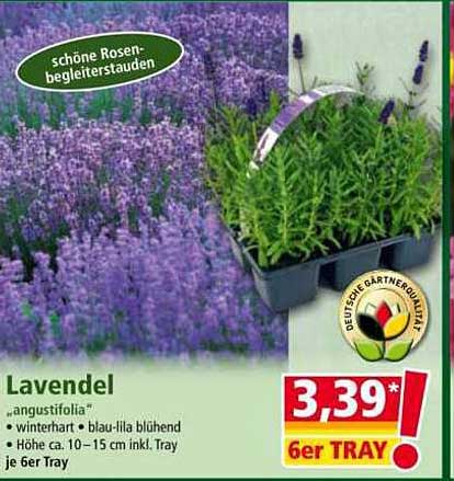 Lavendel 'angustifolia' im 6er Tray für nur 3,39 €