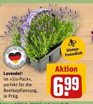 Lavendel im Six-Pack - perfekt für die Beetbepflanzung