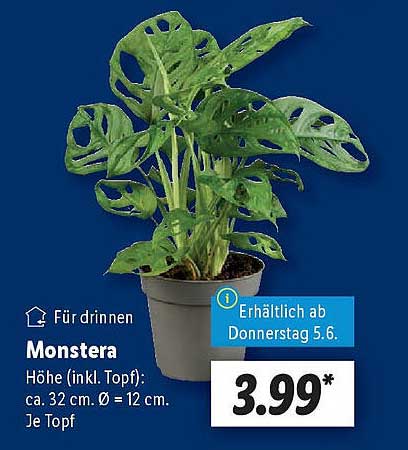 Monstera Pflanze – Für drinnen
