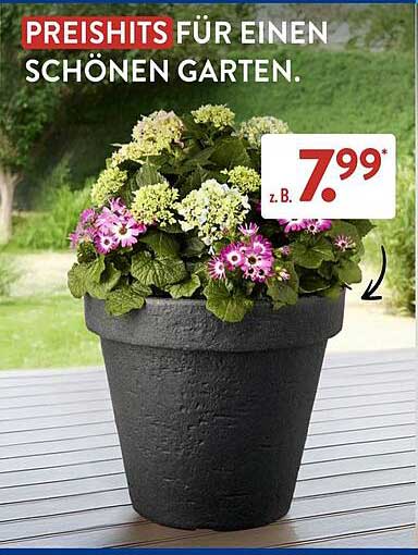 PREISHITS FÜR EINEN SCHÖNEN GARTEN
