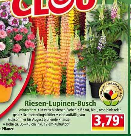 Riesen-Lupinen-Busch