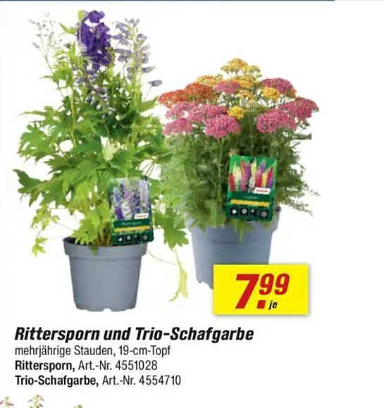 Rittersporn und Trio-Schafgarbe – mehrjährige Stauden, 19-cm-Topf