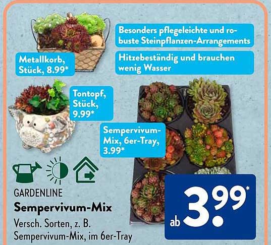 Sempervivum-Mix, 6er-Tray, ab 3,99
