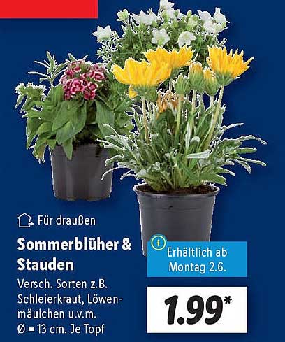 Sommerblüher & Stauden