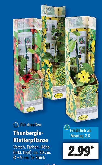 Thunbergia-Kletterpflanze - bunt und vielseitig