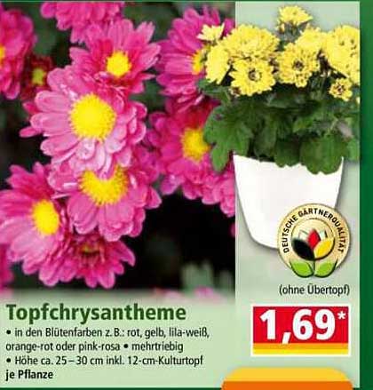 Topfchrysanthemen in verschiedenen Farben