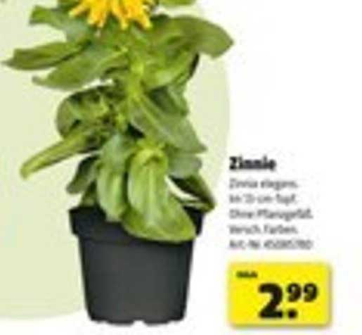 Zinnia im Topf - Farbenfrohe Blüten für jeden Garten