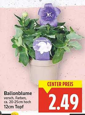 Ballonblume - Verschiedene Farben, ca. 20-25cm hoch, 12cm Topf