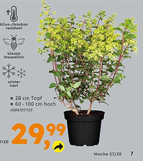 Bienenfreundlicher Strauch – perfekt für Ihren Garten