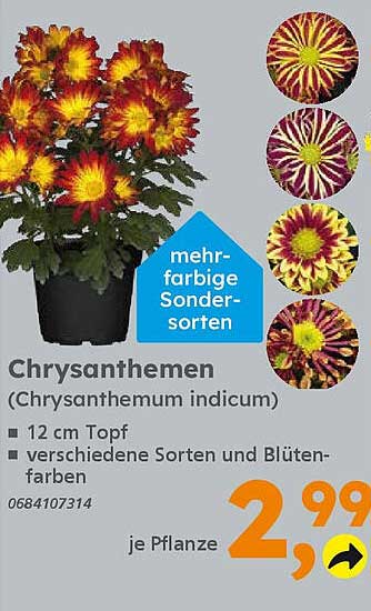 Chrysanthemen (Chrysanthemum indicum) - mehrfarbige Sonder-Sorten