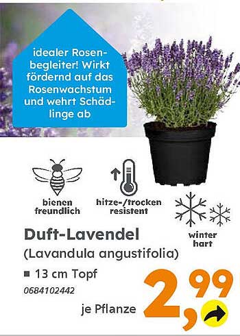 Duft-Lavendel (Lavandula angustifolia) – 13 cm Topf