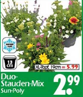 Duo-Stauden-Mix Sun-Poly