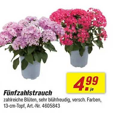 Fünfzahlstrauch - Blühende Freude für Ihr Zuhause