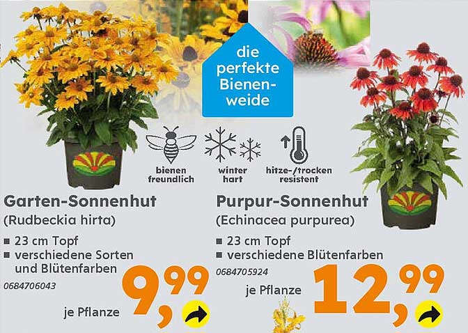 Garten-Sonnenhut (Rudbeckia hirta) und Purpur-Sonnenhut (Echinacea purpurea)