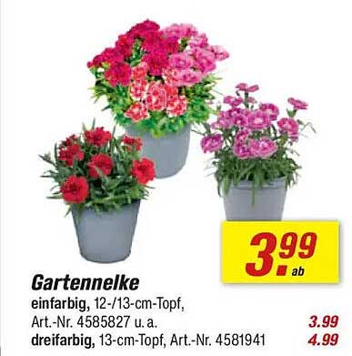 Gartennelke, 12-/13-cm-Topf, Art.-Nr. 4585827 u. a. dreifarbig, 13-cm-Topf, Art.-Nr. 4581941